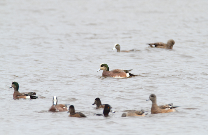 An unusually pale-faced drake American Wigeon near Ocean City, Maryland (1/24/2010). Photo by Bill Hubick. An unusually pale-faced drake American Wigeon near Ocean City, Maryland (1/24/2010). Photo by Bill Hubick.