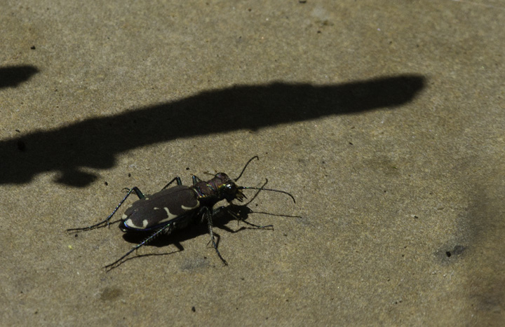 An Appalachian Tiger Beetle (<em>Cicindela ancocisconensis</em>) in Allegany Co., Maryland (6/4/2011). This rarer and more local species is identified by subtle differences in the markings on the elytra (back/wings). Photo by Bill Hubick.