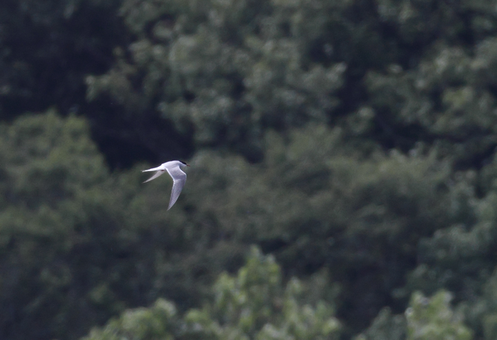 An Arctic Tern - my first ever - at Violette's Lock, Maryland (6/30/2010). Another awesome find by Dave Czaplak. Photo by Bill Hubick.