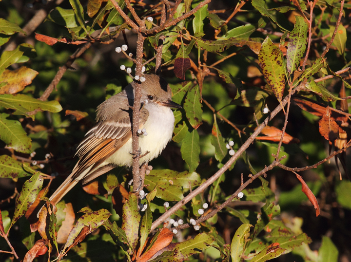 An Ash-throated Flycatcher on Assateague Island, Maryland (11/28/2010). Found by Joe Hanfman on 11/27 and enjoyed by a dozen or so others on 11/28. It was quite cooperative as it fed low along scrubby edges. I've wanted to see this western U.S. species in Maryland for so long that I've literally had a recurring dream about finding one (which ends with me lying in bed, half-asleep, justifying why I should be able to count it). An Ash-throated Flycatcher on Assateague Island, Maryland (11/28/2010). Found by Joe Hanfman on 11/27 and enjoyed by a dozen or so others on 11/28. It was quite cooperative as it fed low along scrubby edges. I've wanted to see this western U.S. species in Maryland for so long that I've literally had a recurring dream about finding one (which ends with me lying in bed, half-asleep, justifying why I should be able to count it). Photo by Bill Hubick.
