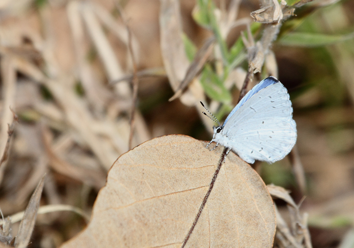 A late Azure in Caroline Co., Maryland (11/08/2009). A late Azure in Caroline Co., Maryland (11/08/2009).