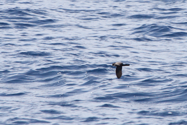 One of two Band-rumped Storm-Petrels documented 95 miles offshore in Maryland and New Jersey waters (8/15/2010). Click any image for full-size. There are three previous reports of this species in Maryland, one accepted (8/17/1997, Baltimore Canyon) and two others ready/reviewable (7/13/2006, Scotland/Chesapeake Bay and 8/24/2007, Pelagic). There are four different populations of this species that could someday be treated as full species. Grant's breeds in the Azores, Madeira, Selvagens, Canaries, and Berlengas. Madeiran breeds in Madeira, Selvagens, and rarely in the Canaries. Monteiro's breeds in the Azores, and Cape Verde only on Cape Verde (<em>Petrels Night and Day</em>). Hopefully we'll be able to establish the bird(s) shown here as belonging to one of those specific populations. One of two Band-rumped Storm-Petrels documented 95 miles offshore in Maryland and New Jersey waters (8/15/2010). Click any image for full-size. There are three previous reports of this species in Maryland, one accepted (8/17/1997, Baltimore Canyon) and two others ready/reviewable (7/13/2006, Scotland/Chesapeake Bay and 8/24/2007, Pelagic). There are four different populations of this species that could someday be treated as full species. Grant's breeds in the Azores, Madeira, Selvagens, Canaries, and Berlengas. Madeiran breeds in Madeira, Selvagens, and rarely in the Canaries. Monteiro's breeds in the Azores, and Cape Verde only on Cape Verde (<em>Petrels Night and Day</em>). Hopefully we'll be able to establish the bird(s) shown here as belonging to one of those specific populations. Photo by Bill Hubick.