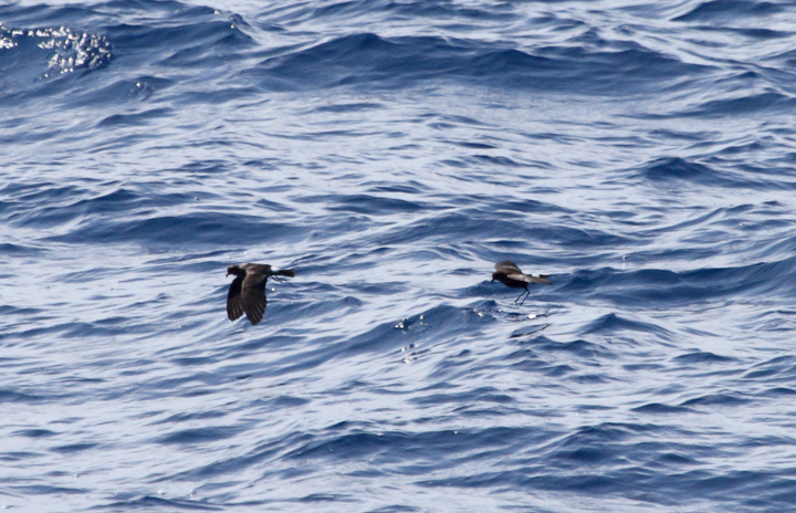 One of two Band-rumped Storm-Petrels documented 95 miles offshore in Maryland and New Jersey waters (8/15/2010). Click any image for full-size. There are three previous reports of this species in Maryland, one accepted (8/17/1997, Baltimore Canyon) and two others ready/reviewable (7/13/2006, Scotland/Chesapeake Bay and 8/24/2007, Pelagic). There are four different populations of this species that could someday be treated as full species. Grant's breeds in the Azores, Madeira, Selvagens, Canaries, and Berlengas. Madeiran breeds in Madeira, Selvagens, and rarely in the Canaries. Monteiro's breeds in the Azores, and Cape Verde only on Cape Verde (<em>Petrels Night and Day</em>). Hopefully we'll be able to establish the bird(s) shown here as belonging to one of those specific populations. One of two Band-rumped Storm-Petrels documented 95 miles offshore in Maryland and New Jersey waters (8/15/2010). Click any image for full-size. There are three previous reports of this species in Maryland, one accepted (8/17/1997, Baltimore Canyon) and two others ready/reviewable (7/13/2006, Scotland/Chesapeake Bay and 8/24/2007, Pelagic). There are four different populations of this species that could someday be treated as full species. Grant's breeds in the Azores, Madeira, Selvagens, Canaries, and Berlengas. Madeiran breeds in Madeira, Selvagens, and rarely in the Canaries. Monteiro's breeds in the Azores, and Cape Verde only on Cape Verde (<em>Petrels Night and Day</em>). Hopefully we'll be able to establish the bird(s) shown here as belonging to one of those specific populations. Photo by Bill Hubick.