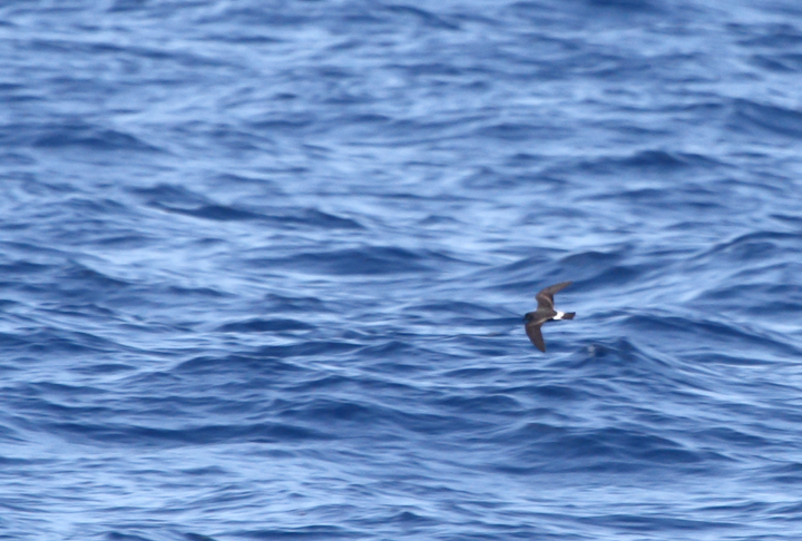 One of two Band-rumped Storm-Petrels documented 95 miles offshore in Maryland and New Jersey waters (8/15/2010). Click any image for full-size. There are three previous reports of this species in Maryland, one accepted (8/17/1997, Baltimore Canyon) and two others ready/reviewable (7/13/2006, Scotland/Chesapeake Bay and 8/24/2007, Pelagic). There are four different populations of this species that could someday be treated as full species. Grant's breeds in the Azores, Madeira, Selvagens, Canaries, and Berlengas. Madeiran breeds in Madeira, Selvagens, and rarely in the Canaries. Monteiro's breeds in the Azores, and Cape Verde only on Cape Verde (<em>Petrels Night and Day</em>). Hopefully we'll be able to establish the bird(s) shown here as belonging to one of those specific populations. One of two Band-rumped Storm-Petrels documented 95 miles offshore in Maryland and New Jersey waters (8/15/2010). Click any image for full-size. There are three previous reports of this species in Maryland, one accepted (8/17/1997, Baltimore Canyon) and two others ready/reviewable (7/13/2006, Scotland/Chesapeake Bay and 8/24/2007, Pelagic). There are four different populations of this species that could someday be treated as full species. Grant's breeds in the Azores, Madeira, Selvagens, Canaries, and Berlengas. Madeiran breeds in Madeira, Selvagens, and rarely in the Canaries. Monteiro's breeds in the Azores, and Cape Verde only on Cape Verde (<em>Petrels Night and Day</em>). Hopefully we'll be able to establish the bird(s) shown here as belonging to one of those specific populations. Photo by Bill Hubick.