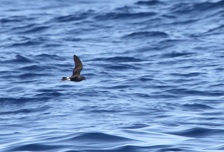 One of two Band-rumped Storm-Petrels documented 95 miles offshore in Maryland and New Jersey waters (8/15/2010). Click any image for full-size. There are three previous reports of this species in Maryland, one accepted (8/17/1997, Baltimore Canyon) and two others ready/reviewable (7/13/2006, Scotland/Chesapeake Bay and 8/24/2007, Pelagic). There are four different populations of this species that could someday be treated as full species. Grant's breeds in the Azores, Madeira, Selvagens, Canaries, and Berlengas. Madeiran breeds in Madeira, Selvagens, and rarely in the Canaries. Monteiro's breeds in the Azores, and Cape Verde only on Cape Verde (<em>Petrels Night and Day</em>). Hopefully we'll be able to establish the bird(s) shown here as belonging to one of those specific populations. One of two Band-rumped Storm-Petrels documented 95 miles offshore in Maryland and New Jersey waters (8/15/2010). Click any image for full-size. There are three previous reports of this species in Maryland, one accepted (8/17/1997, Baltimore Canyon) and two others ready/reviewable (7/13/2006, Scotland/Chesapeake Bay and 8/24/2007, Pelagic). There are four different populations of this species that could someday be treated as full species. Grant's breeds in the Azores, Madeira, Selvagens, Canaries, and Berlengas. Madeiran breeds in Madeira, Selvagens, and rarely in the Canaries. Monteiro's breeds in the Azores, and Cape Verde only on Cape Verde (<em>Petrels Night and Day</em>). Hopefully we'll be able to establish the bird(s) shown here as belonging to one of those specific populations. Photo by Bill Hubick.