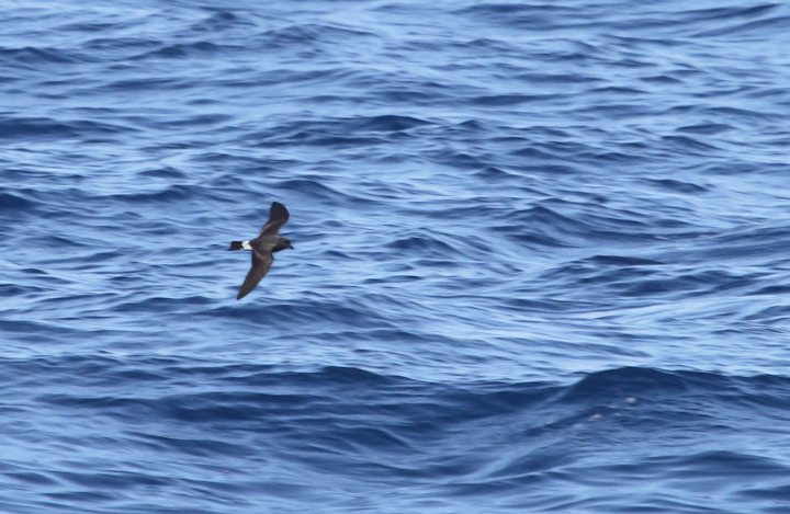 One of two Band-rumped Storm-Petrels documented 95 miles offshore in Maryland and New Jersey waters (8/15/2010). Click any image for full-size. There are three previous reports of this species in Maryland, one accepted (8/17/1997, Baltimore Canyon) and two others ready/reviewable (7/13/2006, Scotland/Chesapeake Bay and 8/24/2007, Pelagic). There are four different populations of this species that could someday be treated as full species. Grant's breeds in the Azores, Madeira, Selvagens, Canaries, and Berlengas. Madeiran breeds in Madeira, Selvagens, and rarely in the Canaries. Monteiro's breeds in the Azores, and Cape Verde only on Cape Verde (<em>Petrels Night and Day</em>). Hopefully we'll be able to establish the bird(s) shown here as belonging to one of those specific populations. One of two Band-rumped Storm-Petrels documented 95 miles offshore in Maryland and New Jersey waters (8/15/2010). Click any image for full-size. There are three previous reports of this species in Maryland, one accepted (8/17/1997, Baltimore Canyon) and two others ready/reviewable (7/13/2006, Scotland/Chesapeake Bay and 8/24/2007, Pelagic). There are four different populations of this species that could someday be treated as full species. Grant's breeds in the Azores, Madeira, Selvagens, Canaries, and Berlengas. Madeiran breeds in Madeira, Selvagens, and rarely in the Canaries. Monteiro's breeds in the Azores, and Cape Verde only on Cape Verde (<em>Petrels Night and Day</em>). Hopefully we'll be able to establish the bird(s) shown here as belonging to one of those specific populations. Photo by Bill Hubick.