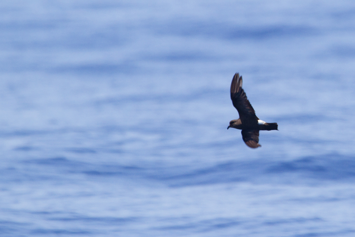 A worn Band-rumped Storm-Petrel, presumably Grant's Storm-Petrel, far off Cape Hatteras, North Carolina (5/28/2011). This population nests more widely in the Azores and south to the Canary Islands, mainly in October-November (Howell, Patteson, et al.). Photo by Bill Hubick.