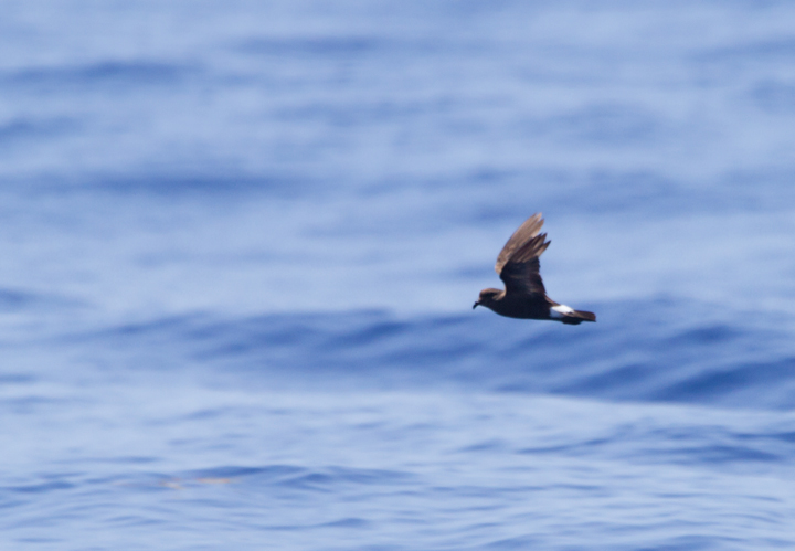 A worn Band-rumped Storm-Petrel, presumably Grant's Storm-Petrel, far off Cape Hatteras, North Carolina (5/28/2011). This population nests more widely in the Azores and south to the Canary Islands, mainly in October-November (Howell, Patteson, et al.). Photo by Bill Hubick.