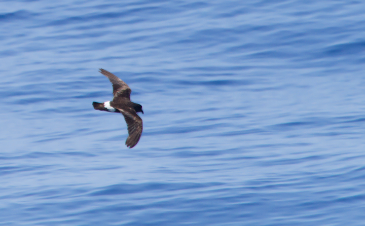 A worn Band-rumped Storm-Petrel, presumably Grant's Storm-Petrel, far off Cape Hatteras, North Carolina (5/28/2011). This population nests more widely in the Azores and south to the Canary Islands, mainly in October-November (Howell, Patteson, et al.). Photo by Bill Hubick.