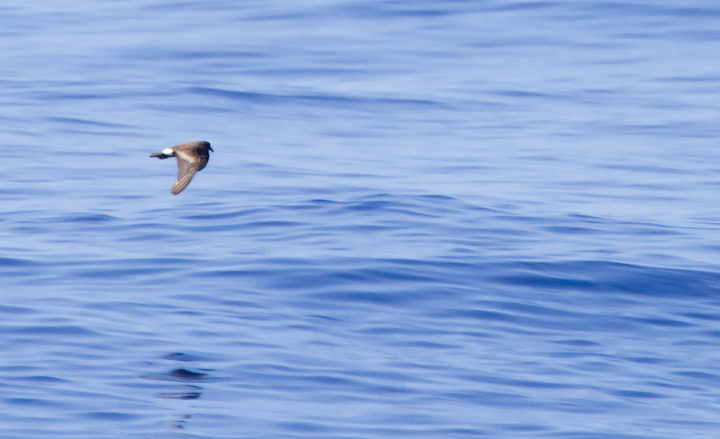 A worn Band-rumped Storm-Petrel, presumably Grant's Storm-Petrel, far off Cape Hatteras, North Carolina (5/28/2011). This population nests more widely in the Azores and south to the Canary Islands, mainly in October-November (Howell, Patteson, et al.). Photo by Bill Hubick.