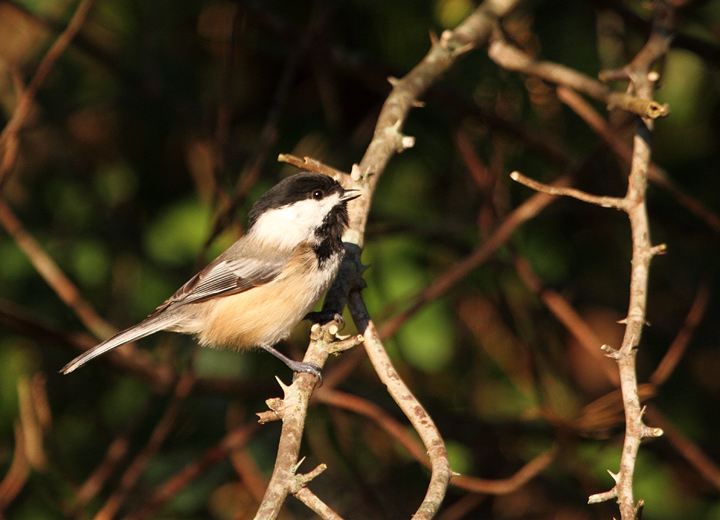 Black-capped Chickadees visiting Hashawha Environmental Center, Carroll Co., Maryland (11/6/2010). Photo by Bill Hubick.
