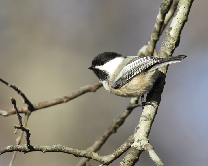 Above and below: Two Black-capped Chickadees visiting Eden Mill Park, Harford Co., Maryland (11/7/2010). When I posted about this sighting, Les Eastman told me that they'd banded one at this location. Did it look like the one above? Above and below: Two Black-capped Chickadees visiting Eden Mill Park, Harford Co., Maryland (11/7/2010). When I posted about this sighting, Les Eastman told me that they'd banded one at this location. Did it look like the one above? Photo by Bill Hubick.