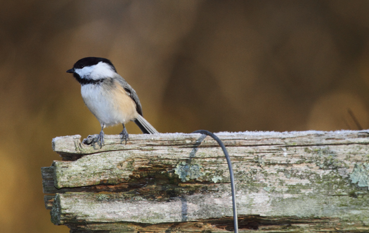 Above and below: Two Black-capped Chickadees visiting Eden Mill Park, Harford Co., Maryland (11/7/2010). When I posted about this sighting, Les Eastman told me that they'd banded one at this location. Did it look like the one above? Photo by Bill Hubick.
