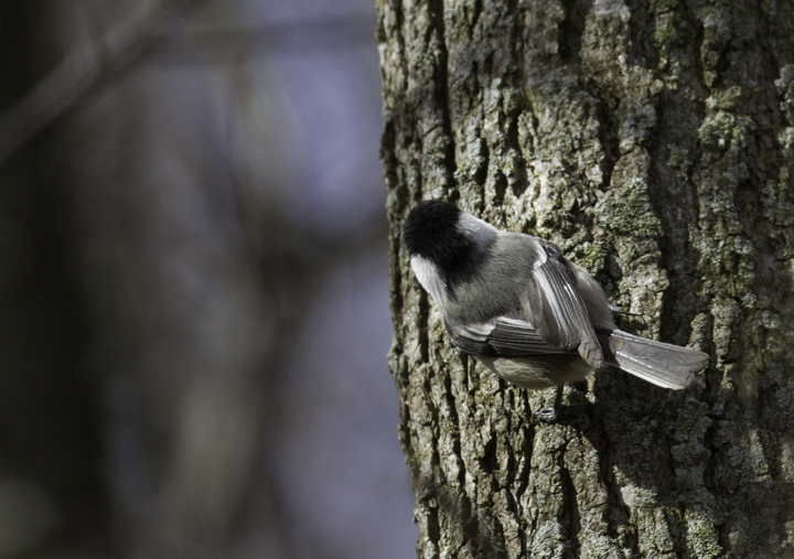 From an MDOsprey post from Jim Stasz (11/9/2005): "I might add something that is not in most field guides. If you look at where the black of the head meets the nape, on Carolina the black is rounded and has a limited boundary with the gray back and on Black-capped, the nape is squared with a larger shared boundary with the gray of the back." Photo by Bill Hubick.