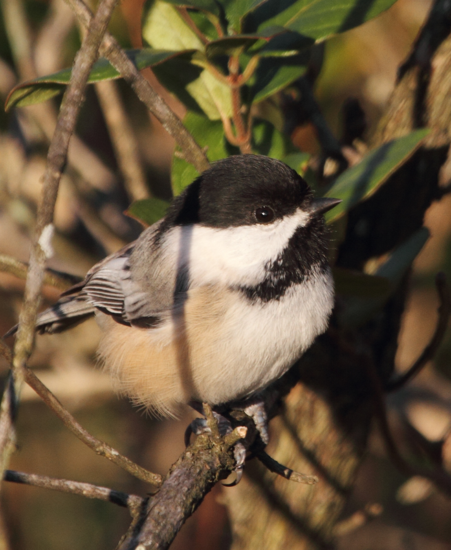 One of three Black-capped Chickadees visiting Blue Mash Nature Trail, Montgomery Co., Maryland (11/1/2010). Photo by Bill Hubick.