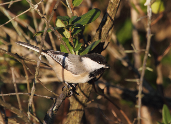 One of three Black-capped Chickadees visiting Blue Mash Nature Trail, Montgomery Co., Maryland (11/1/2010). Photo by Bill Hubick.