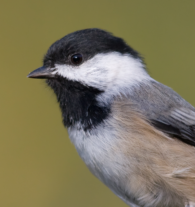 A Black-capped Chickadee leads the protest against visiting birders in Washington Co., Maryland (10/3/2009). A Black-capped Chickadee leads the protest against visiting birders in Washington Co., Maryland (10/3/2009).
