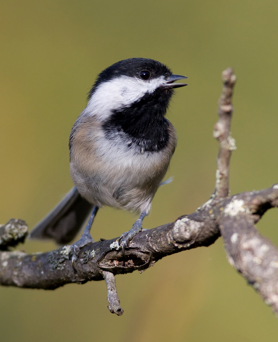 A Black-capped Chickadee leads the protest against visiting birders in Washington Co., Maryland (10/3/2009). A Black-capped Chickadee leads the protest against visiting birders in Washington Co., Maryland (10/3/2009).