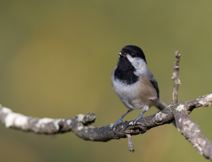 A Black-capped Chickadee leads the protest against visiting birders in Washington Co., Maryland (10/3/2009). A Black-capped Chickadee leads the protest against visiting birders in Washington Co., Maryland (10/3/2009).
