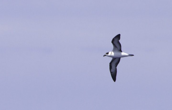 Black-capped Petrels off Cape Hatteras, North Carolina (5/29/2011). This beautiful representative of the genus <em>Pterodroma</em> (Gadfly Petrels) was studied at length on our two days offshore. Photo by Bill Hubick.