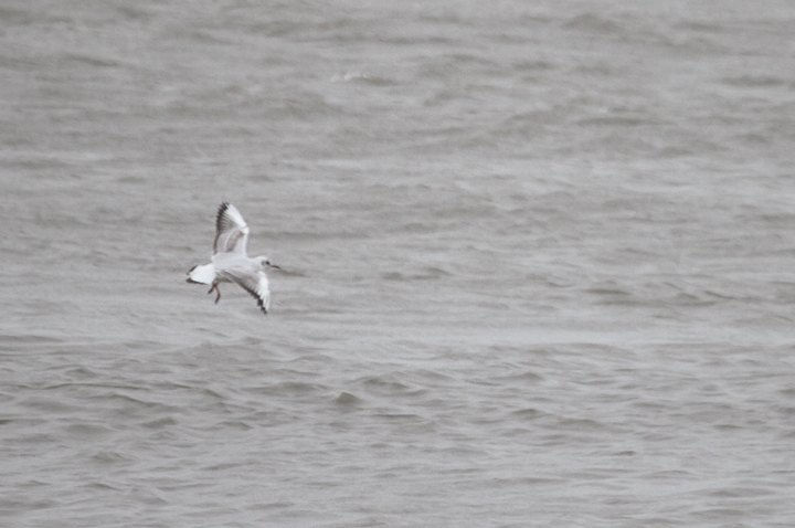 Documentation photos of an immature Black-headed Gull at the Ocean City Inlet, Maryland
(11/13/2009).<br /> A great find by Frode Jacobsen. Documentation photos of an immature Black-headed Gull at the Ocean City Inlet, Maryland
(11/13/2009).<br /> A great find by Frode Jacobsen.