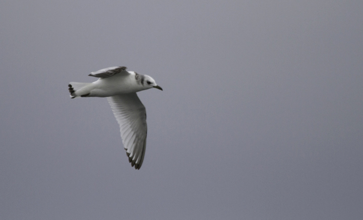 An immature Black-legged Kittiwake zips across our wake in Delaware waters (2/5/2011). An immature Black-legged Kittiwake zips across our wake in Delaware waters (2/5/2011). Photo by Bill Hubick.