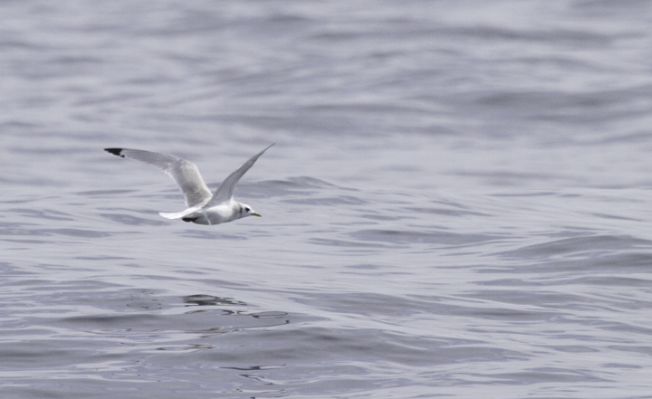 An adult Black-legged Kittiwake off Ocean City, Maryland (2/26/2011). Photo by Bill Hubick.
