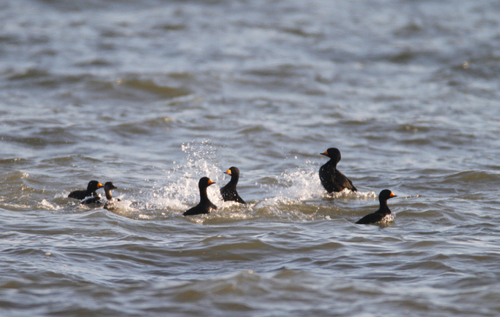 A flock of about 180 Black Scoters partying at the Point Lookout Causeway today (12/6/2009). We spent a long time scanning the Bay, enjoying their strange, nasal "Waaaaa" calls. A flock of about 180 Black Scoters partying at the Point Lookout Causeway today (12/6/2009). We spent a long time scanning the Bay, enjoying their strange, nasal "Waaaaa" calls.