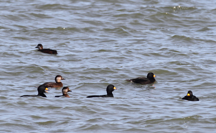 A flock of about 180 Black Scoters partying at the Point Lookout Causeway today (12/6/2009). We spent a long time scanning the Bay, enjoying their strange, nasal "Waaaaa" calls. A flock of about 180 Black Scoters partying at the Point Lookout Causeway today (12/6/2009). We spent a long time scanning the Bay, enjoying their strange, nasal "Waaaaa" calls.