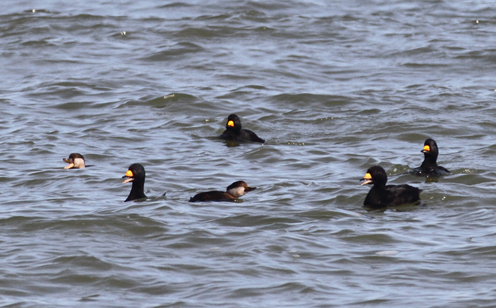 A flock of about 180 Black Scoters partying at the Point Lookout Causeway today (12/6/2009). We spent a long time scanning the Bay, enjoying their strange, nasal "Waaaaa" calls. A flock of about 180 Black Scoters partying at the Point Lookout Causeway today (12/6/2009). We spent a long time scanning the Bay, enjoying their strange, nasal "Waaaaa" calls.