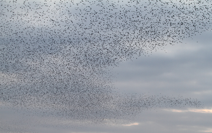 An immense flock of blackbirds over Jug Bay, Maryland (11/21/2009). An immense flock of blackbirds over Jug Bay, Maryland (11/21/2009).