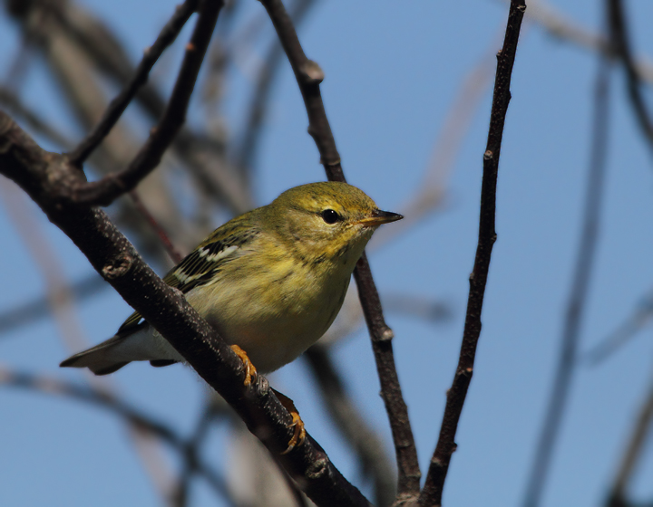 A Blackpoll Warbler on Assateague Island, Maryland (10/10/10). A Blackpoll Warbler on Assateague Island, Maryland (10/10/10). Photo by Bill Hubick.