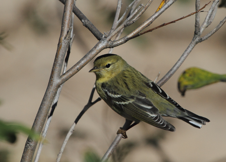 A lingering, especially confiding Blackpoll Warbler at Fort Smallwood, Maryland (10/15/2010). Photo by Bill Hubick.