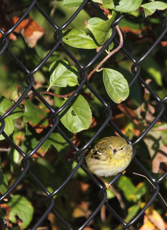 A lingering, especially confiding Blackpoll Warbler at Fort Smallwood, Maryland (10/15/2010). Photo by Bill Hubick.