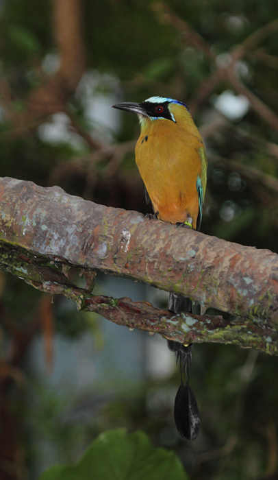 Blue-crowned Motmot - Rainforest exhibit at the National Aquarium (12/31/2009). Photo by Bill Hubick. Blue-crowned Motmot - Rainforest exhibit at the National Aquarium (12/31/2009). Photo by Bill Hubick.