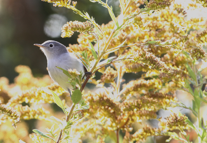 A late Blue-gray Gnatcatcher at Fort Smallwood, Maryland (10/31/2010). The new late date in eBird for Anne Arundel Co. Photo by Bill Hubick.