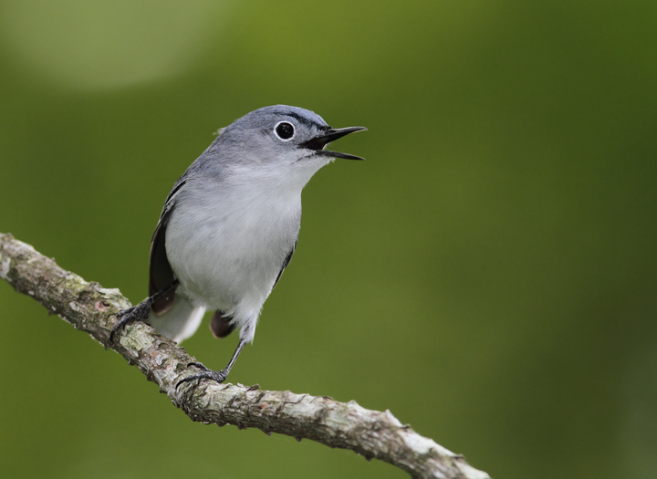 A Blue-gray Gnatcatcher coming in for the kill, Somerset Co., Maryland (5/2/2010). Photo by Bill Hubick.