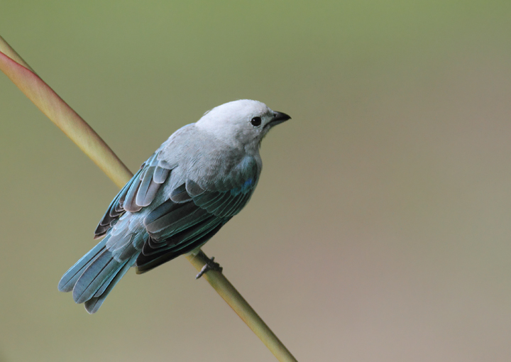 The abundance of Blue-gray Tanagers in the tropics can often distract us from their subtle beauty (El Valle, Panama, 7/12/2010). The abundance of Blue-gray Tanagers in the tropics can often distract us from their subtle beauty (El Valle, Panama, 7/12/2010). Photo by Bill Hubick.