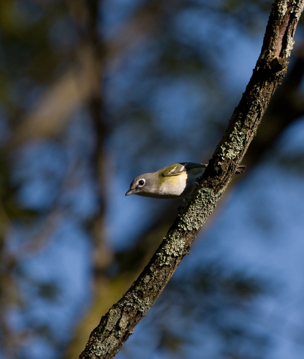 A migrant Blue-headed Vireo at Blairs Valley, Washington Co., Maryland (10/3/2009). A migrant Blue-headed Vireo at Blairs Valley, Washington Co., Maryland (10/3/2009).
