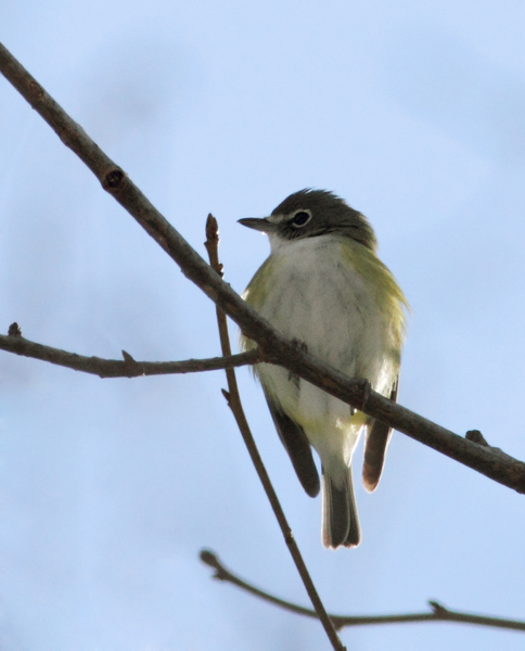 A wintering Blue-headed Vireo in eastern Wicomico Co., Maryland (1/31/2010). A great find by Ron Gutberlet, this probably represents one of the latest winter records in the state. Photo by Bill Hubick. A wintering Blue-headed Vireo in eastern Wicomico Co., Maryland (1/31/2010). A great find by Ron Gutberlet, this probably represents one of the latest winter records in the state. Photo by Bill Hubick.