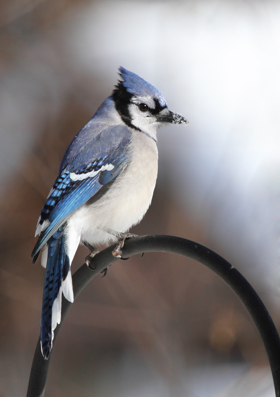A Blue Jay in our yard in Anne Arundel Co., Maryland (12/20/2009). A Blue Jay in our yard in Anne Arundel Co., Maryland (12/20/2009).