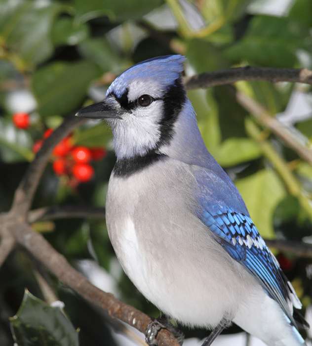 A Blue Jay posing in our yard in Pasadena, Maryland (2/7/2010). Photo by Bill Hubick. A Blue Jay posing in our yard in Pasadena, Maryland (2/7/2010). Photo by Bill Hubick.