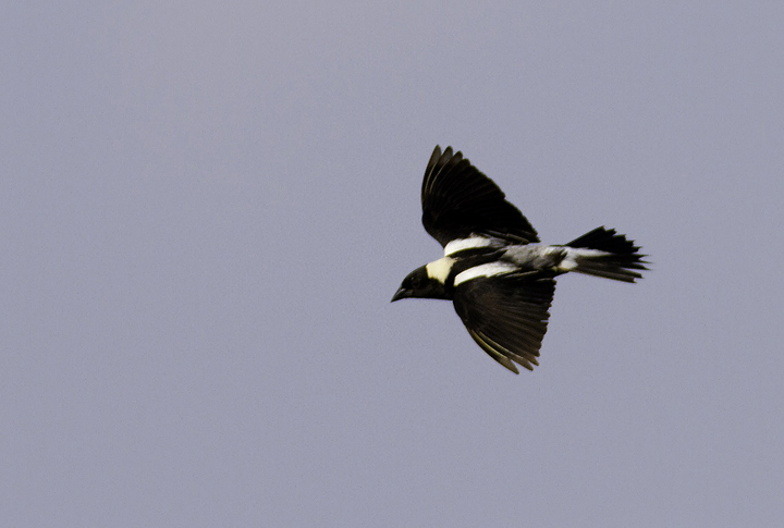 A male Bobolink displaying over a prime field in Garrett Co., Maryland (6/11/2011). A male Bobolink displaying over a prime field in Garrett Co., Maryland (6/11/2011). Photo by Bill Hubick.