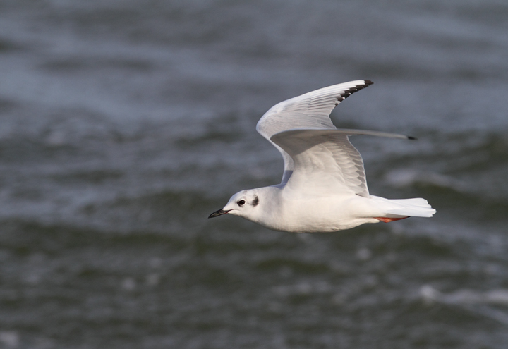 A Bonaparte's Gull feeding along the sea wall at Fort Smallwood, Maryland (1/3/2010). Photo by Bill Hubick. A Bonaparte's Gull feeding along the sea wall at Fort Smallwood, Maryland (1/3/2010). Photo by Bill Hubick.