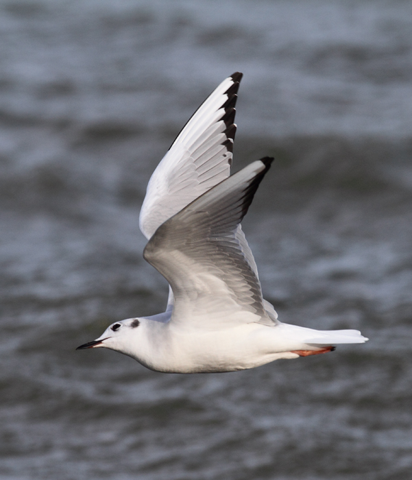 A Bonaparte's Gull feeding along the sea wall at Fort Smallwood, Maryland (1/3/2010). Photo by Bill Hubick. A Bonaparte's Gull feeding along the sea wall at Fort Smallwood, Maryland (1/3/2010). Photo by Bill Hubick.