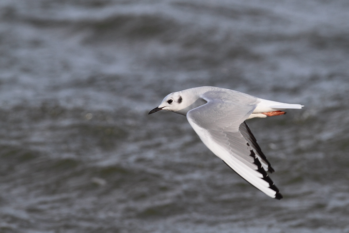 A Bonaparte's Gull feeding along the sea wall at Fort Smallwood, Maryland (1/3/2010). Photo by Bill Hubick. A Bonaparte's Gull feeding along the sea wall at Fort Smallwood, Maryland (1/3/2010). Photo by Bill Hubick.