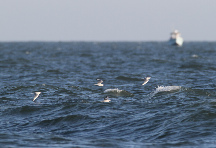 Bonaparte's Gulls in transit past Ocean City, Maryland (11/29/2009). Bonaparte's Gulls in transit past Ocean City, Maryland (11/29/2009).