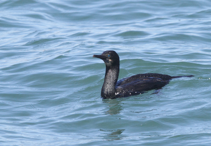 Brandt's Cormorants roosting around San Francisco Bay, California (9/24/2010). Photo by Bill Hubick.