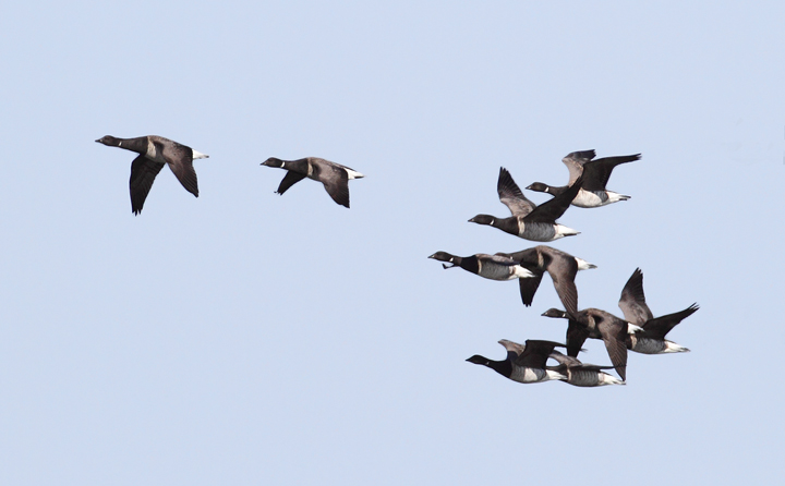 A flock of Atlantic Brant off Assateague Island, Maryland (11/7/2009). A flock of Atlantic Brant off Assateague Island, Maryland (11/7/2009).
