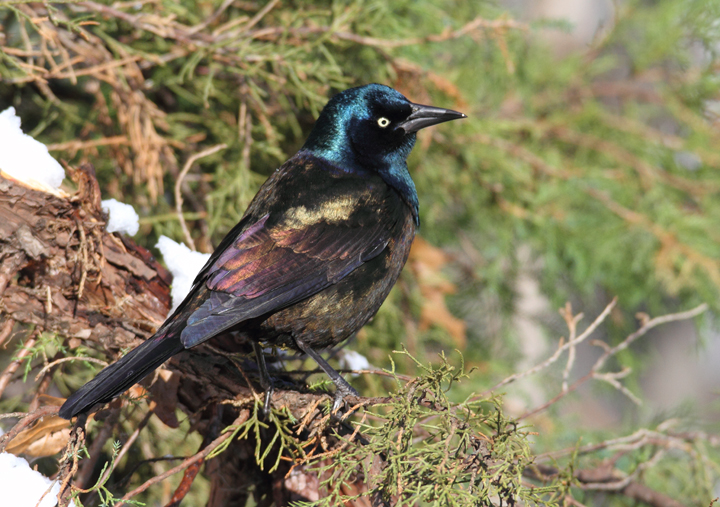 Bronzed Grackle. The following images illustrate the striking plumage differences in ideal light. Note the distinctive blue iridescence on the head and the strong bronze coloration on the back and underparts. These bronzy areas are consistently bronze-colored and do not generally appear rainbow-colored as in Purple Grackle. Bronzed Grackle. The following images illustrate the striking plumage differences in ideal light. Note the distinctive blue iridescence on the head and the strong bronze coloration on the back and underparts. These bronzy areas are consistently bronze-colored and do not generally appear rainbow-colored as in Purple Grackle.